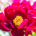 Paeonia lactiflora `Peter Brand` pojeng (4)