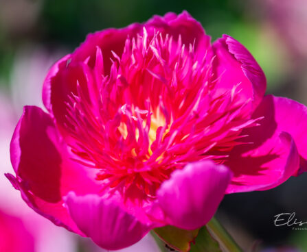 Paeonia lactiflora `Purple Spider` (1)