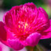 Paeonia lactiflora `Purple Spider` (1)