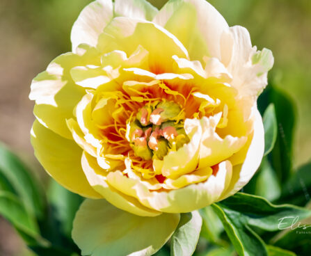 Paeonia Itoh `Garden Treasure` pojeng