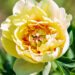 Paeonia Itoh `Garden Treasure` pojeng