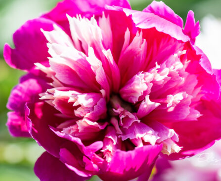 Paeonia lactiflora `Celebrity` pojeng (2)