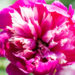 Paeonia lactiflora `Celebrity` pojeng (2)