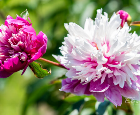 Paeonia lactiflora `Celebrity` pojeng (1)