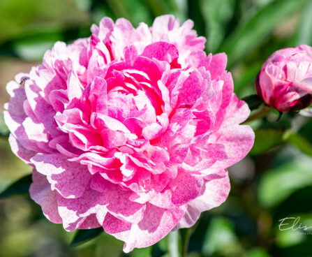 Paeonia lactiflora `The Fawn` pojeng