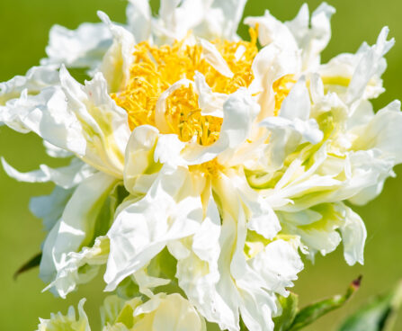 Paeonia lactiflora `Green Lotus` (2)pojeng