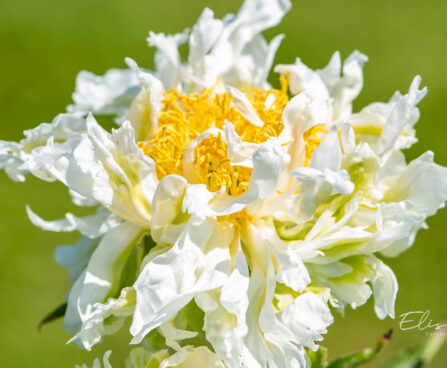 Paeonia lactiflora `Green Lotus` (3)pojeng