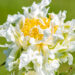 Paeonia lactiflora `Green Lotus` (3)pojeng