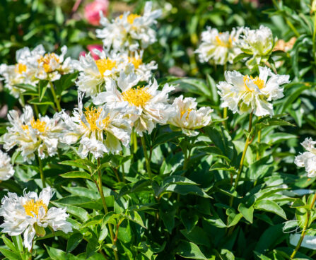 Paeonia lactiflora `Green Lotus` (4)pojeng