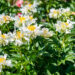 Paeonia lactiflora `Green Lotus` (4)pojeng