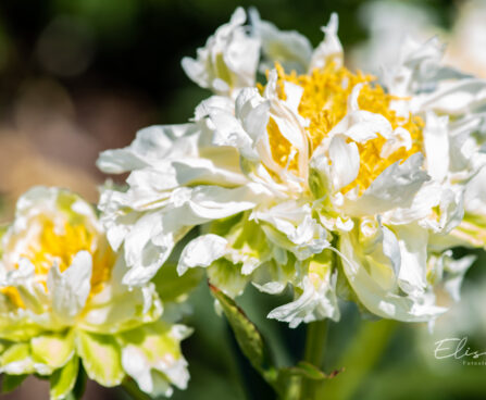 Paeonia lactiflora `Green Lotus` (5)pojeng