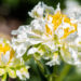 Paeonia lactiflora `Green Lotus` (5)pojeng