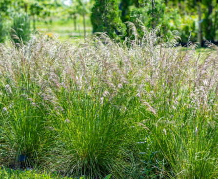 Deschampsia cespitosa `Bronzeschleier` luht-kastevars (2)