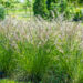 Deschampsia cespitosa `Bronzeschleier` luht-kastevars (2)