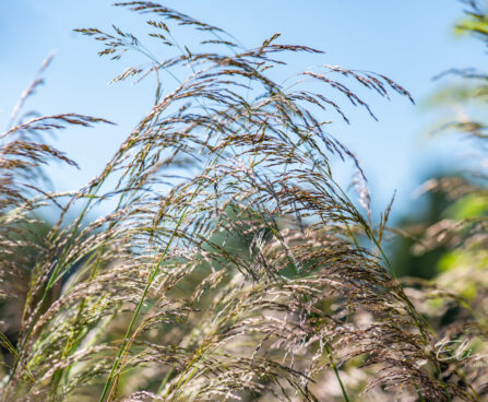 Deschampsia cespitosa `Bronzeschleier` luht-kastevars (1)