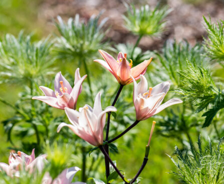 Lilium asiatic hybrids `Elodie` liilia