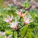 Lilium asiatic hybrids `Elodie` liilia
