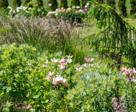 Lilium `Elodie`, Eryngium `Blue Star`, Deschampsia cespitosa `Bronzeschleier`, liilia, ogaputk, luht-kastevars