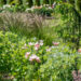 Lilium `Elodie`, Eryngium `Blue Star`, Deschampsia cespitosa `Bronzeschleier`, liilia, ogaputk, luht-kastevars