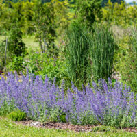 Nepeta faassenii `Junior Walker` naistenõges, Calamagrostis acutiflora `Karl Foerster` teravaõieline kastik (2)