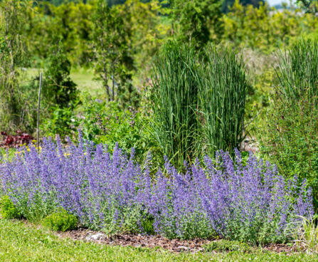 Nepeta faassenii `Junior Walker` naistenõges, Calamagrostis acutiflora `Karl Foerster` teravaõieline kastik (2)