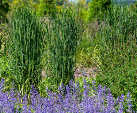 Nepeta faassenii `Junior Walker` naistenõges, Calamagrostis acutiflora `Karl Foerster` teravaõieline kastik (1)