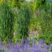 Nepeta faassenii `Junior Walker` naistenõges, Calamagrostis acutiflora `Karl Foerster` teravaõieline kastik (1)