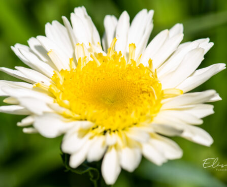 Leucanthemum maximum `Real Glory` suureõieline härjasilm (1)