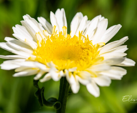 Leucanthemum maximum `Real Glory` suureõieline härjasilm (2)