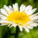 Leucanthemum maximum `Real Glory` suureõieline härjasilm (2)