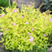 Spiraea japonica `Firelight` jaapani enelas