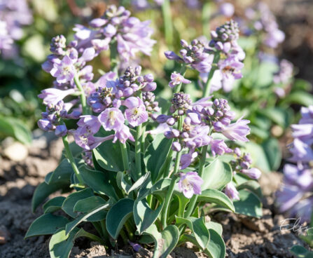 Hosta `Blue Mouse Ears`