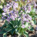 Hosta `Blue Mouse Ears`