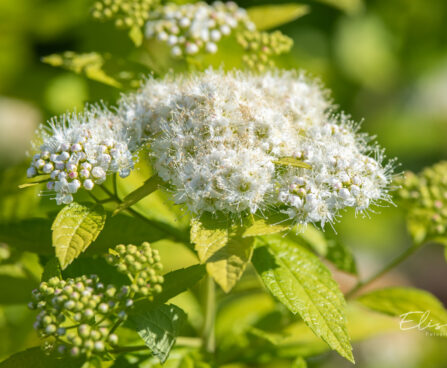 Spiraea japonica `White Gold` (1) jaapani enelas