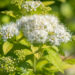 Spiraea japonica `White Gold` (1) jaapani enelas