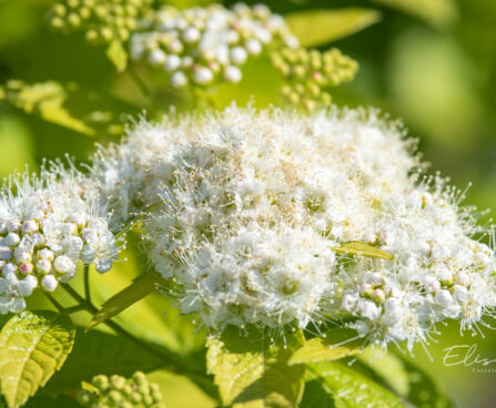 Spiraea japonica `White Gold` (2) jaapani enelas