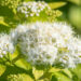 Spiraea japonica `White Gold` (2) jaapani enelas
