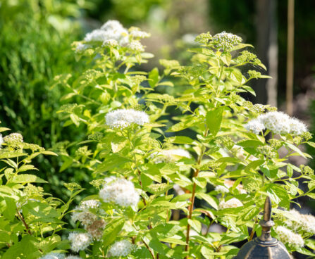 Spiraea japonica `White Gold` (3) jaapani enelas