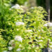 Spiraea japonica `White Gold` (3) jaapani enelas
