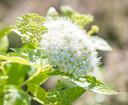 Spiraea japonica `Albiflora` jaapani enelas (1)