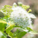 Spiraea japonica `Albiflora` jaapani enelas (1)