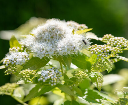 Spiraea japonica `Albiflora` jaapani enelas (2)