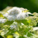 Spiraea japonica `Albiflora` jaapani enelas (2)