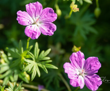 Geranium sanguineum `Compacta` verev kurereha