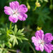 Geranium sanguineum `Compacta` verev kurereha