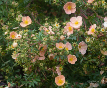 1081_7906_Potentilla_fruticosa_Daydawn_.JPG