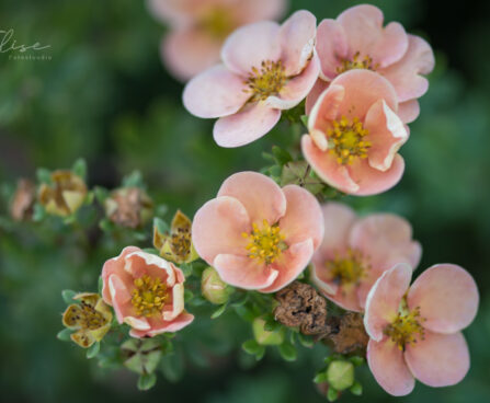 1081_9192_Potentilla_fruticosa_Daydawn__2.JPG