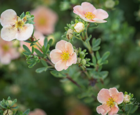 1081_9193_Potentilla_fruticosa_Daydawn_.JPG