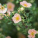 1081_9193_Potentilla_fruticosa_Daydawn_.JPG