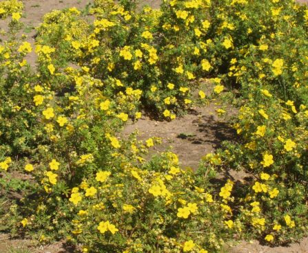 Potentilla_Golden_Dwarf põõsasmaran Foto R.M..JPG